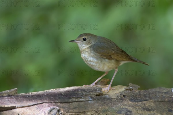 Siberian Blue Robin (Larvivora cyane) female, Thailand, Asia