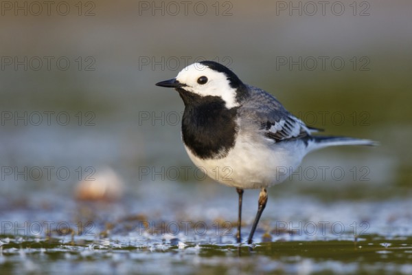 White Wagtail (Motacilla alba), North Rhine-Westphalia, Germany, Europe