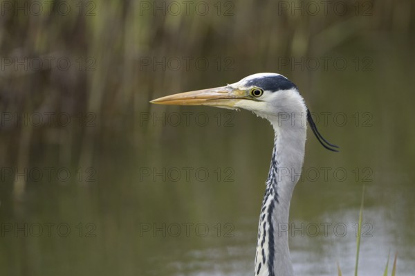 Graureiher (Ardea cinerea), Grey Heron, Altvogel, Portrait, April, Insel Texel, Nordsee, Nordholland, Niederlande