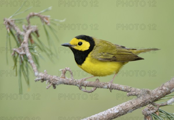 Hooded Warbler (Setophaga citrina) male, Texas, USA, North America