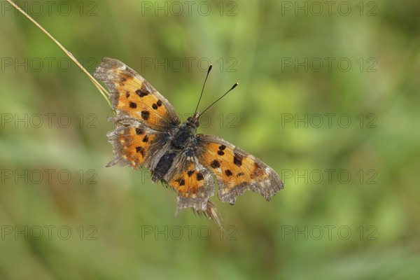 C-moth (Polygonia c-album), with open wings on a blade of grass in a meadow, Wilnsdorf, North Rhine-Westphalia, Germany, Europe