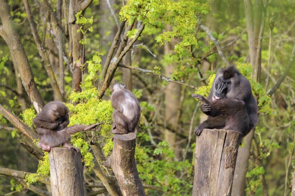 Three Drills (Mandrillus leucophaeus), a male and two females, sit high up on the three stumps of a cut tree and enjoy the early sunlight. A green forest can be seen in the background