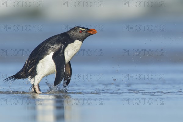 Rockhopper Penguin (Eudyptes chrysocome) emerging from the ocean in the Falkland Islands