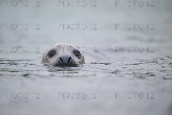 Grey seal (Halichoerus grypus) looking out of the water while swimming in the sea, Düne, Helgoland, Schleswig-Holstein, Germany, Europe