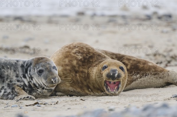 Grey seal (Halichoerus grypus) playing with each other on the beach, Düne, Helgoland, Schleswig-Holstein, Germany, Europe