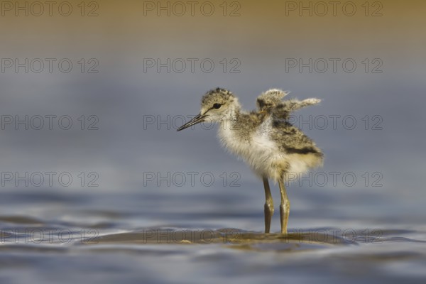 Black-winged Stilt (Himantopus himantopus) chick foraging, North Rhine-Westphalia, Germany, Europe