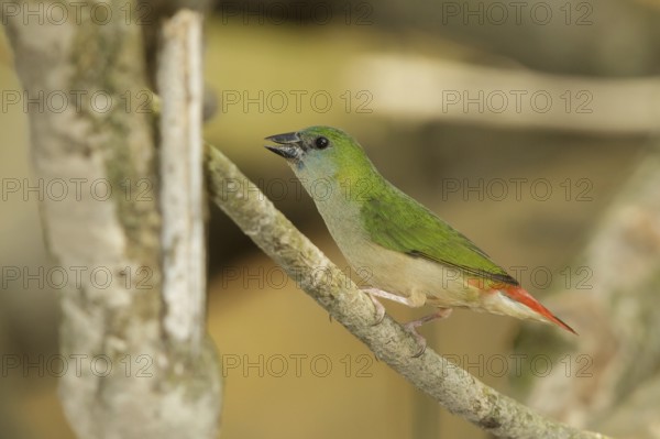 Pin-tailed Parrotfinch (Erythrura prasina) female, Doi Chaing Dao, Thailand, Asia
