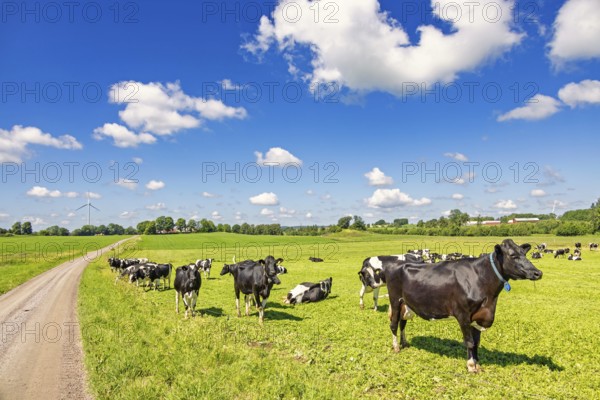 Dairy cows on a grass meadow by a gravel road in a rural summer landscape with cumulus clouds on the blue sky, Sweden, Europe