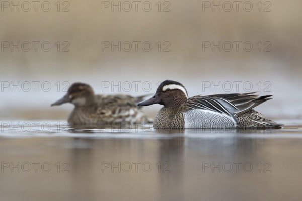 Garganey (Spatula querquedula), Saxony, Germany, Europe