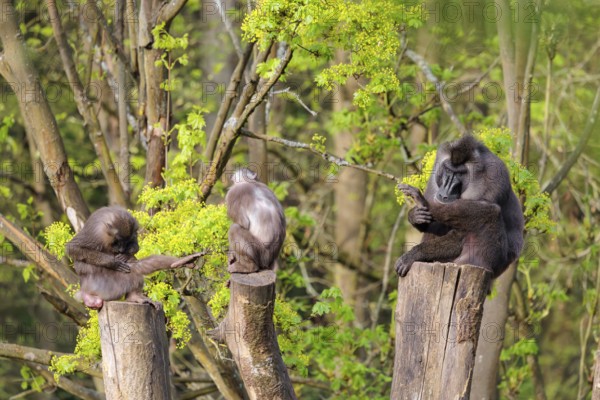Three Drills (Mandrillus leucophaeus), a male and two females, sit high up on the three stumps of a cut tree and enjoy the early sunlight. A green forest can be seen in the background