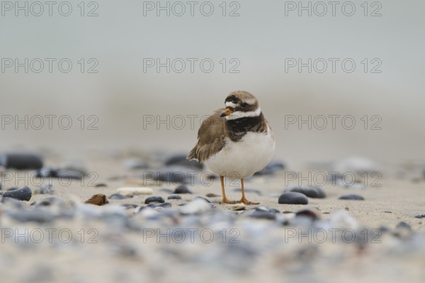 Common ringed plover (Charadrius hiaticula) on the beach, Düne, Helgoland, Schleswig-Holstein, Germany, Europe
