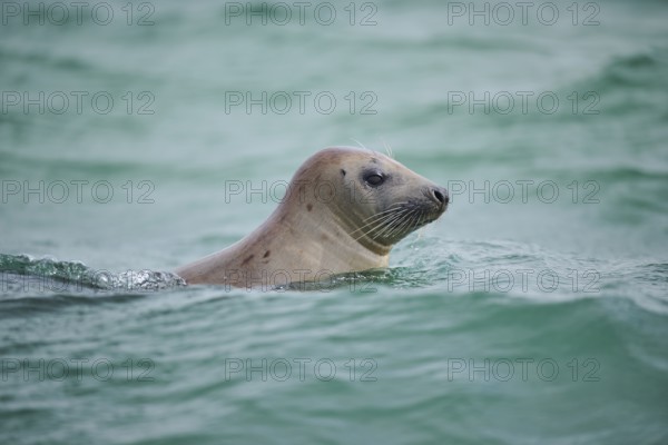 Grey seal (Halichoerus grypus) looking out of the water while swimming in the sea, Düne, Helgoland, Schleswig-Holstein, Germany, Europe