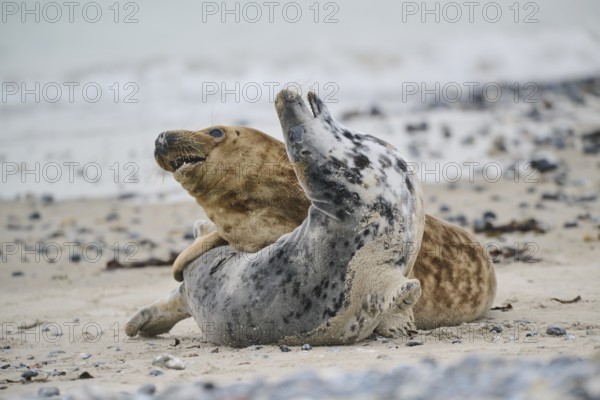 Grey seal (Halichoerus grypus) playing with each other on the beach, Düne, Helgoland, Schleswig-Holstein, Germany, Europe