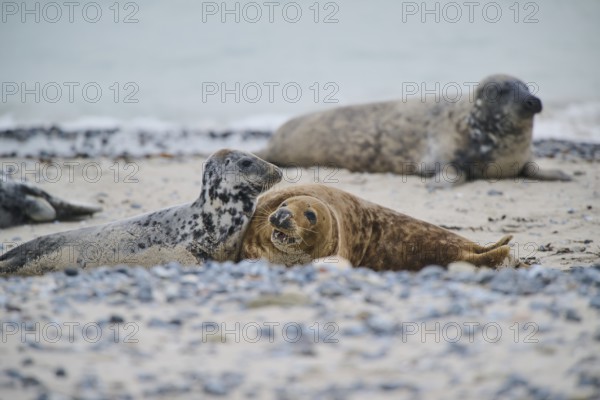 Grey seal (Halichoerus grypus) playing with each other on the beach, Düne, Helgoland, Schleswig-Holstein, Germany, Europe