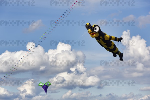 Kite, Salamander flies in the sky, Cirrus, Cumulus, kite festival in Vinsebeck, Steinheim, Eggegebirge and southern Teutoburg Forest nature park Park, Weserbergland, North Rhine-Westphalia, Germany, Europe