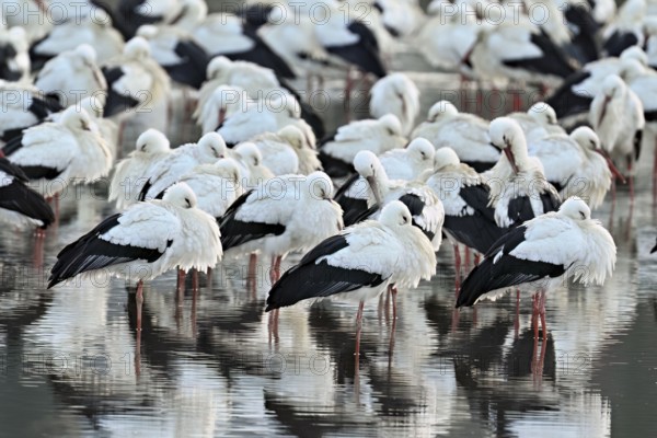 White storks (Ciconia ciconia), large flock roosting in shallow water, Flachsee, Canton Aargau, Switzerland, Europe