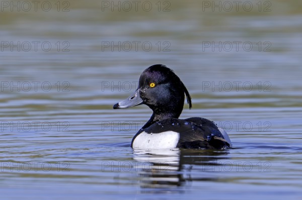 Tufted duck, tufted pochard (Aythya fuligula, Anas fuligula) adult male swimming in lake, pond in late winter, early spring