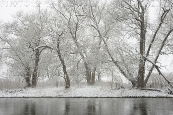 Winter landscape by a river, willows (Salix) on the bank in heavy snowfall, North Rhine-Westphalia, Germany, Europe