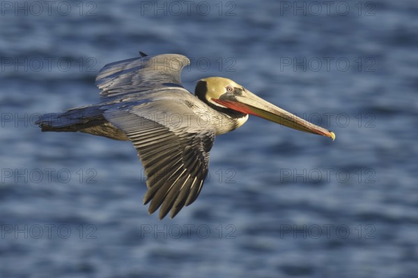 Brown Pelican (Pelecanus occidentalis), California, USA, North America