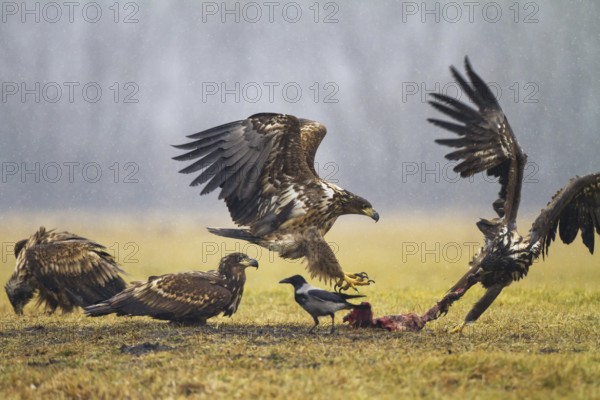 White-tailed Eagle (Haliaeetus albicilla) juvenile, Kutno, Poland, Europe
