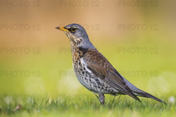 Wacholderdrossel, Fieldfare, Turdus pilaris, Grive litorne, Zorzal Real