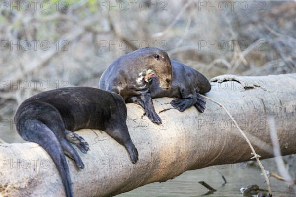 Giant otter (Pteronura brasiliensis) Pantanal Brazil