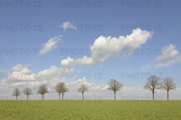 Row of trees, bare lime trees (Tilia) on a green grain field, blue cloudy sky, North Rhine-Westphalia, Germany, Europe