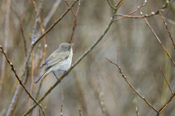 Willow Warbler (Phylloscopus trochilus), Rhineland-Palatinate, Germany, Europe