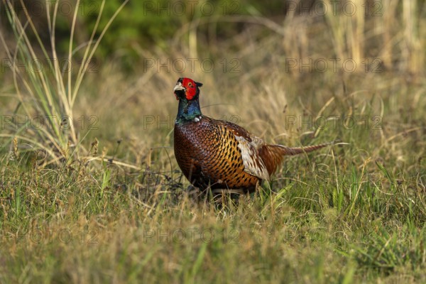 Hunting pheasant (Phasianus colchicus), pheasant in its natural environment, Texel Island, Netherlands