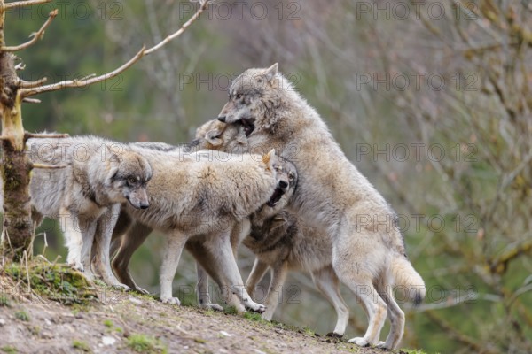 A pack of grey wolves (Canis lupus lupus) playing on a hill and showing social behaviour