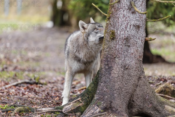 A young grey wolf (Canis lupus lupus) stands near a tree in the forest on an overcast day and observes a crow (Corvus coax) sitting above him