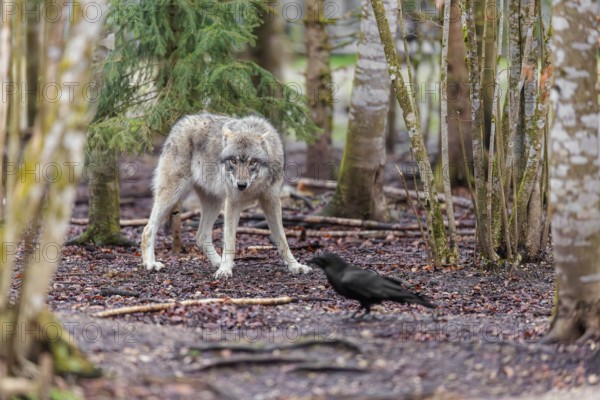 A grey wolf (Canis lupus lupus) standing in a forest on a cloudy day, watching a common raven (Corvus corral) that looks for food oh the forest floor