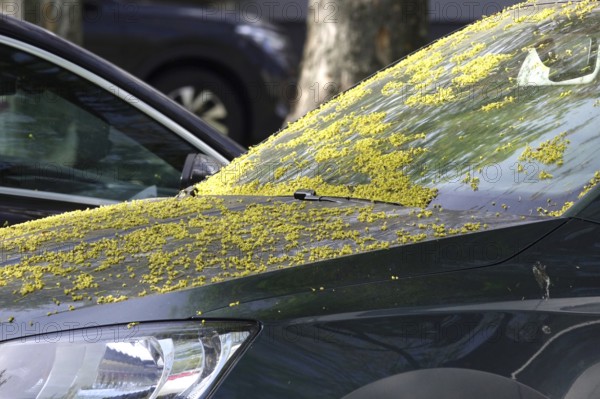 Pollen on a car, April, Germany, Europe