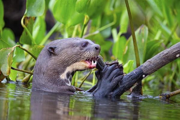 Giant otter (Pteronura brasiliensis) Pantanal Brazil