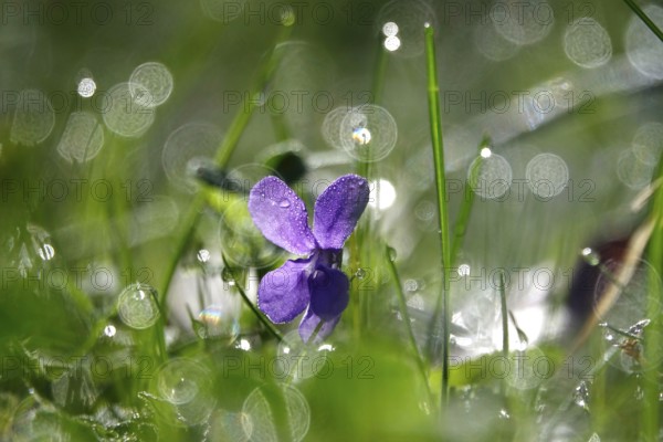 Violets with morning dew, beautiful bokeh, Germany, Europe