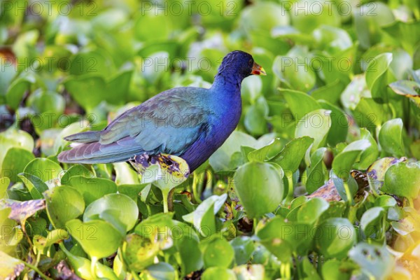 American purple gallinule (Porphyrio martinicus) Pantanal Brazil