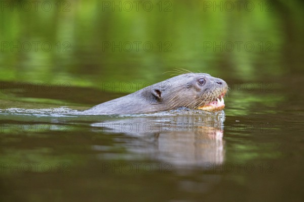 Giant otter (Pteronura brasiliensis) Pantanal Brazil