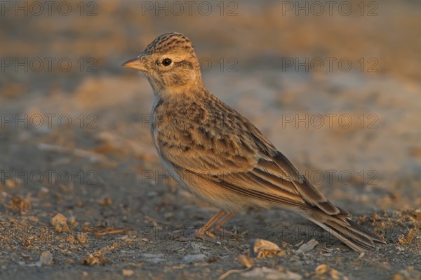 Greater Short-toed Lark (Calandrella brachydactyla), Silifke, Turkey, Asia