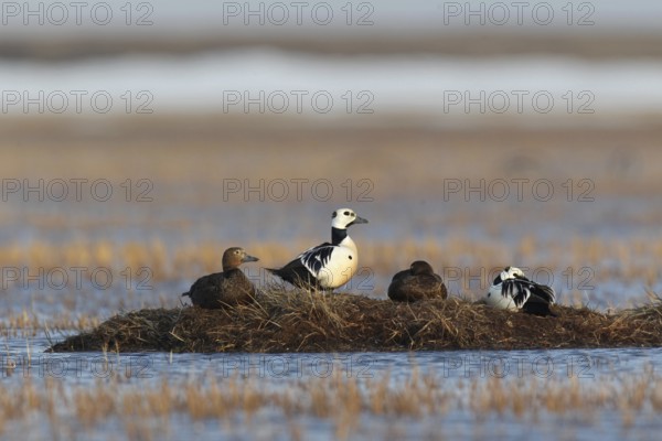 Steller's Eider (Polysticta stelleri), Alaska, USA, North America