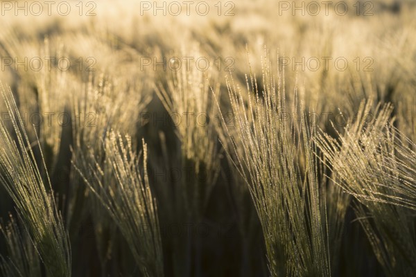 Awns of barley (Hordeum vulgare) with water droplets in the backlight, ear of grain in the morning light, Saxony, Germany, Europe