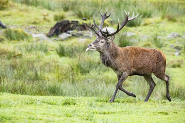 Red deer (Cervus elaphus) Rutting behaviour captive Germany