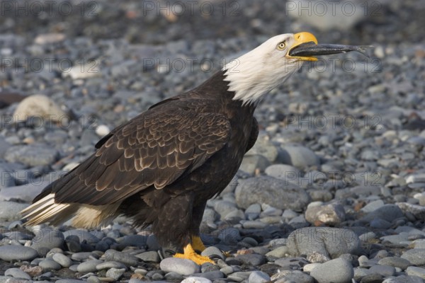 Bald Eagle (Haliaeetus leucocephalus) calling, Alaska, USA, North America