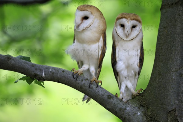 Barn owl (Tyto alba), adult, pair, vigilant, on tree, in summer, Šumava, Czech Republic, Europe