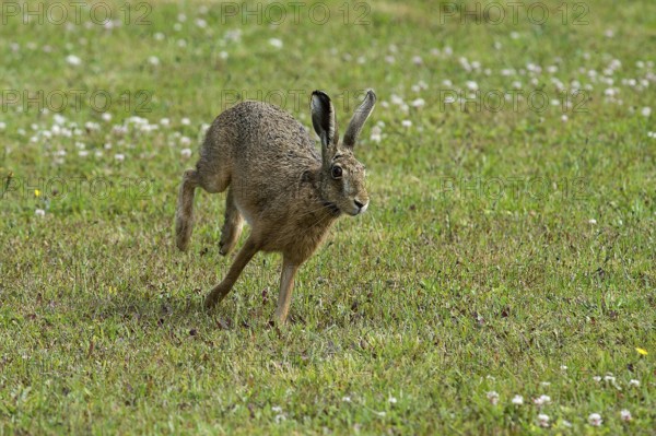 European brown hare (Lepus europaeus) running across a meadow, North Rhine-Westphalia, Germany, Europe