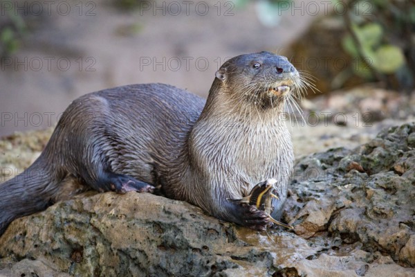 Southern river otter (Lontra longicaudis) Pantanal Brazil