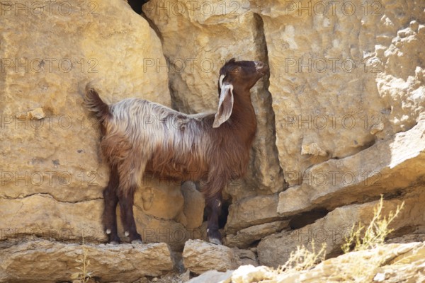Goat (Capra aegagrus hircus) with floppy ears in Wadi Bani Khalid, Shamal ash-Sharqiyya district, Oman, Asia