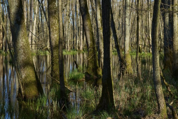 Dense alluvial forest with swampy water and green ground cover, alders, spring, nature reserve Rote Lache by Wolfgang, Wolfgang, Hanau, Hesse, Germany, Europe