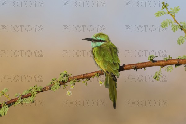 Green Bee-eater (Merops orientalis), Eilat, Israel, Asia