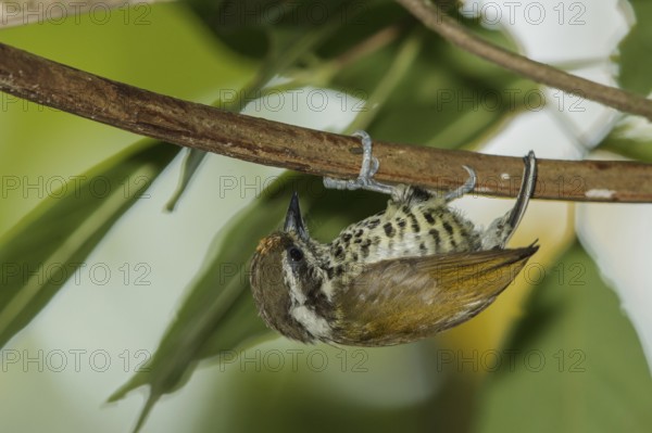 Speckled Piculet (Picumnus innominatus), Thailand, Asia
