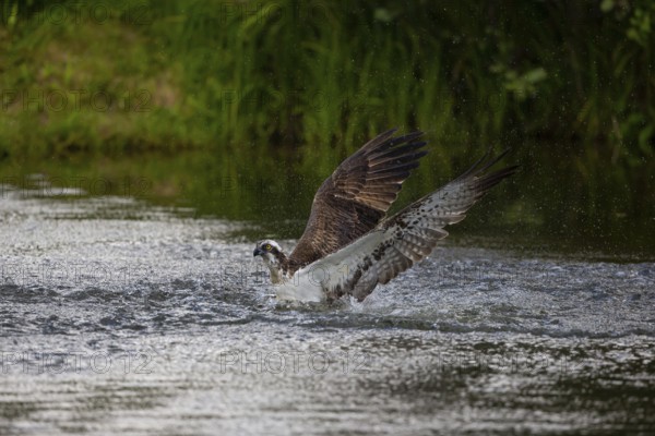 Western osprey (Pandion haliaetus) fishing, Finland, Europe